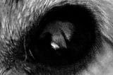 FRANK’S BLACK DOG