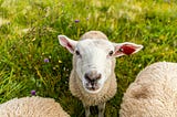 Defending the Adverb, Grammar's Whipping Bitch