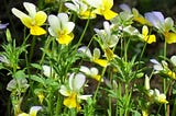 This Flower Is Evolving to Survive a Post-Insect Environment