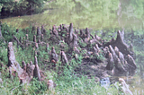 Ugly Cypress Knees Thriving in a Swamp