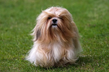 Decoding the Lhasa Apso: Guardian of Tibetan Heritage