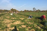 Harvest Day at the CSA