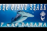 The Giant Sharks Of The Bahamas