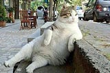 “Can you eat cats?” and other popular Google searches during the Coronavirus lockdown