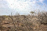 Tracking desert locusts with satellite services