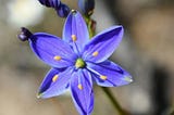Blue Star Flower: A Guide to Growing this Celestial Beauty