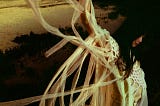 Sarah Kinsley Creates A Whirling Celestial Realm in Debut Album “Escaper” — In Depth Review /…