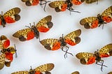 Repeating set of lanternfly specimens with wings outspread, showing black, grey, and bright red markings