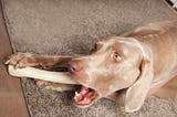 The Big Miss: Is No-Hide® Actually Rawhide?