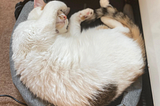 The Best (and Worst) Places to Nap, According to My Cat