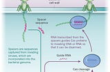 How CRISPR will open doors for the perception of therapeutics