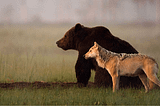 The Bear & The Wolf