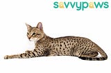 What Is a Savannnah Cat?
