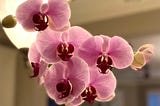 How to Care for Phalaenopsis Orchids