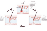 Emerging Research on Hair Growth