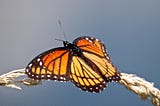 A viceroy butterfly rests on grass with water in the background.