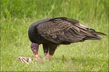 VULTURE VS. PARASITE