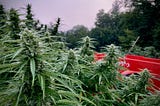 How to Save New York Cannabis Farms