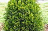 The Versatile Uses of Pinus sylvestris ‘Green Penguin’ Scots Pine in Landscaping