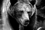 I Am a Bear: My Unhibernation Manifesto