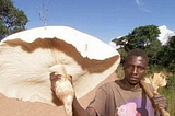 Termites Grow Giant Mushrooms In Africa That Feed Entire Families