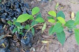 Progress at the ayahuasca farm