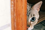 silver tabby cat on brown wooden fence, how introverts hide behind others