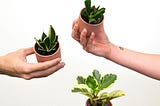 Three arms extend in from the left and right border, holding potted plants in their hands. White background