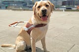 Image of Cora, a lovely guide dog.