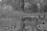 On the move with Washington’s wolves
