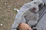 Helping Homeless Dogs: One Selfless Hero’s Story and How You Can Help