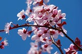 Cherry Blossom Skies