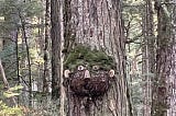The Forest Monster