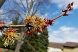 The Blooming of a Silver Maple Tree