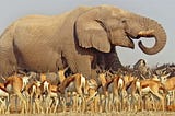 Product Roadmap Prioritization:
Choosing Between Elephants and Gazelles