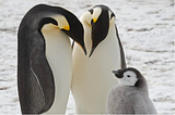 Emperor Penguins Are On The Move to Avoid Breeding On Melting Ice