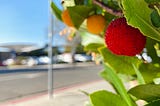 Across the street from Berkeley Bowl grows an exotic fruit