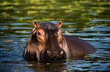 The Fury of Hippopotamus: