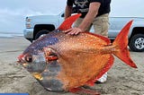 A magnificent 100-pound moonfish washes ashore on a beach in Oregon.