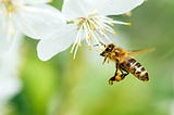 Salty Honey and Sustainable Futures