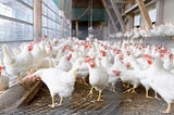 Present Scenario of Poultry in India