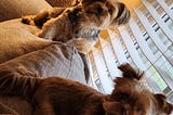Life With Two Yorkies: A Little Bit of Chaos, a Whole Lot of Love