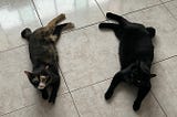 Two cats lying on a tiled floor in almost a mirror image of each other, looking up at the camera. They both have very short tails.