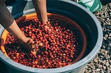 咖啡與榴蓮的市場爭奪戰：價格飆漲背後的全球供需變化