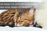 Guess what sleeps for longer than a cat