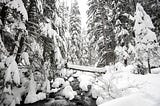Walking In Snow