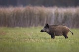 How to hunt wild pigs in California