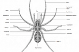 Artrópodos en serie: Arañas I (Spiders of the World)