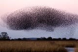 Swarm Intelligence — Swarm-Based Dimensionality Reduction