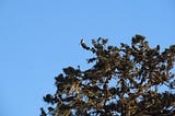 Seed Cones or Birds?